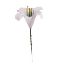 Picture of PLASTIC HARISSI LILY X 100 WHITE