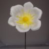 Picture of PLASTIC CHRISTMAS ROSE X 200 WHITE