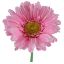 Picture of SINGLE GERBERA 21 INCH PINK