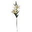 Picture of 84cm CASABLANCA LILY SPRAY CREAM X 24pcs (KNOCK DOWN PACKAGING - HEADS NEED ATTACHING)