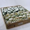 Picture of 24cm TIGHT ROSEBUD IVORY X 72pcs