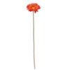 Picture of SINGLE GERBERA 21 INCH ORANGE