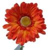 Picture of SINGLE GERBERA 21 INCH ORANGE