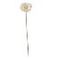 Picture of SINGLE GERBERA 21 INCH CREAM
