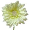 Picture of SINGLE GERBERA 21 INCH CREAM