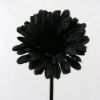 Picture of SINGLE GERBERA 21 INCH BLACK