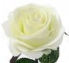 Picture of SINGLE SWEET OPEN ROSE WHITE