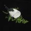 Picture of ROMANCE BRIDAL BUTTON HOLE CORSAGE WHITE X 10pcs