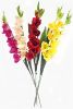 Picture of 96cm LARGE GLADIOLUS SPRAY CREAM