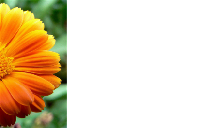 Picture of GREETING CARDS X 50 (NO MESSAGE) GERBERA ORANGE