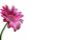 Picture of GREETING CARDS X 50 (NO MESSAGE) GERBERA PINK