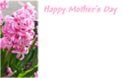 Picture of GREETING CARDS X 50 HAPPY MOTHERS DAY - HYACINTH PINK