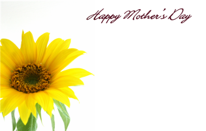 Picture of GREETING CARDS X 50 HAPPY MOTHERS DAY - SUNFLOWER