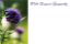 Picture of GREETING CARDS X 50 WITH DEEPEST SYMPATHY - THISTLE PURPLE