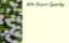 Picture of GREETING CARDS X 50 WITH DEEPEST SYMPATHY - BLOSSOMS WHITE
