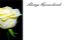 Picture of GREETING CARDS X 50 ALWAYS REMEMBERED - ROSE CREAM