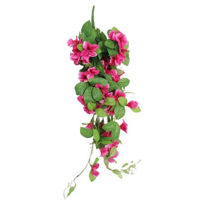 Picture of 60cm TRAILING MORNING GLORY BUSH FUCHSIA