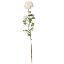 Picture of 70cm RANUNCULUS SPRAY IVORY