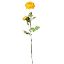 Picture of 70cm RANUNCULUS SPRAY YELLOW