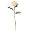 Picture of 77cm LARGE BLOOMING PEONY IVORY