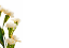 Picture of LARGE GREETING CARDS X 12 (NO MESSAGE) CREAM CARNATIONS