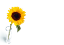 Picture of LARGE GREETING CARDS X 12 (NO MESSAGE) SUNFLOWER YELLOW