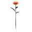 Picture of 75cm PROTEA ORANGE