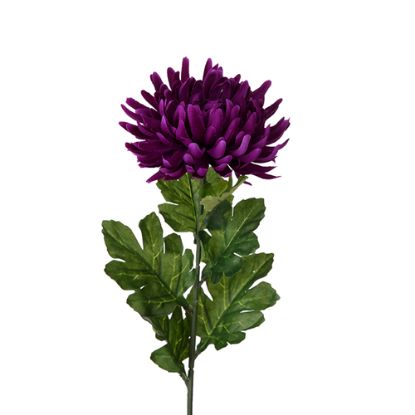 Picture of SINGLE LARGE CHRYSANTHEMUM PURPLE