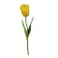 Picture of 41cm SINGLE FRENCH TULIP YELLOW
