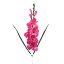 Picture of 78cm GLADIOLUS SPRAY PINK