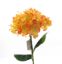 Picture of 45cm SINGLE HYDRANGEA ORANGE