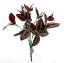 Picture of 33cm TRADESCANTIA BUSH GREEN