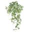 Picture of 95cm LARGE TRAILING SPOTTED DRACAENA BUSH VARIEGATED