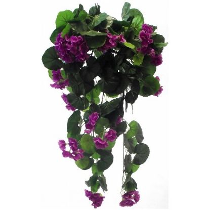 Picture of 70cm TRAILING GERANIUM BUSH PURPLE