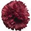 Picture of CARNATION PICK BURGUNDY X 144pcs (IN POLYBAG)