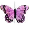 Picture of 10cm TROPICAL FEATHER BUTTERFLY ON 20cm WIRE ASSORTED X 12pcs