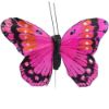 Picture of 10cm TROPICAL FEATHER BUTTERFLY ON 20cm WIRE ASSORTED X 12pcs