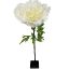 Picture of 125cm GIANT SINGLE PEONY CREAM