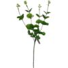 Picture of 59cm EUCALYPTUS SPRAY GREEN