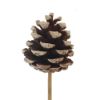 Picture of 4-6cm PINE CONE ON 50cm WOODEN STICK NATURAL/SNOWY x 6pcs