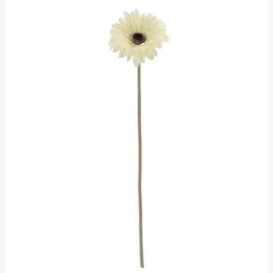 Picture of 53cm SINGLE GERBERA DRY COLOUR CREAM