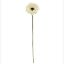 Picture of 53cm SINGLE GERBERA DRY COLOUR CREAM
