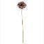 Picture of 53cm SINGLE GERBERA DRY COLOUR MAUVE