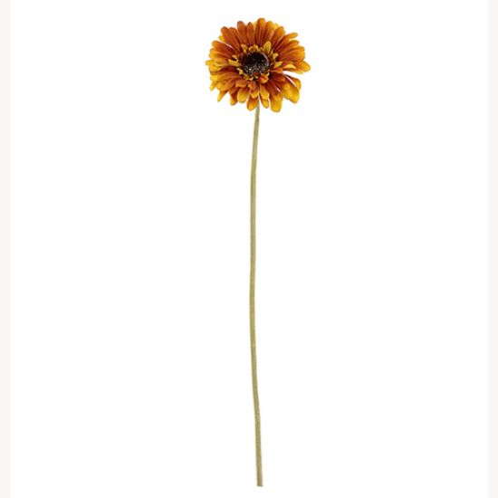 Picture of 53cm SINGLE GERBERA DRY COLOUR ORANGE