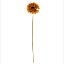 Picture of 53cm SINGLE GERBERA DRY COLOUR ORANGE