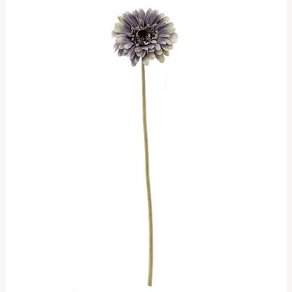 Picture of 53cm SINGLE GERBERA DRY COLOUR LILAC/PURPLE