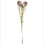 Picture of 79cm WAXFLOWER SPRAY DRY COLOUR BURGUNDY