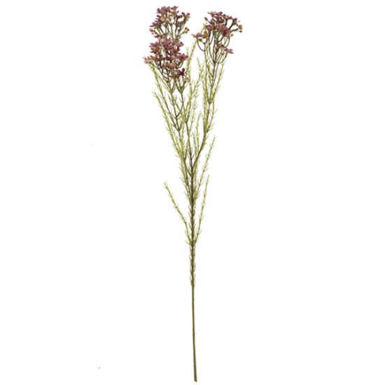 Picture of 79cm WAXFLOWER SPRAY DRY COLOUR MAUVE