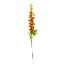 Picture of 79cm DELPHINIUM SPRAY DRY COLOUR ORANGE