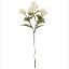 Picture of 56cm PLASTIC POMPOM DAHLIA SPRAY DRY COLOUR CREAM